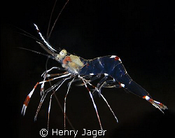 "Transparent Prawn" you can even recognize the inner orga... by Henry Jager 
